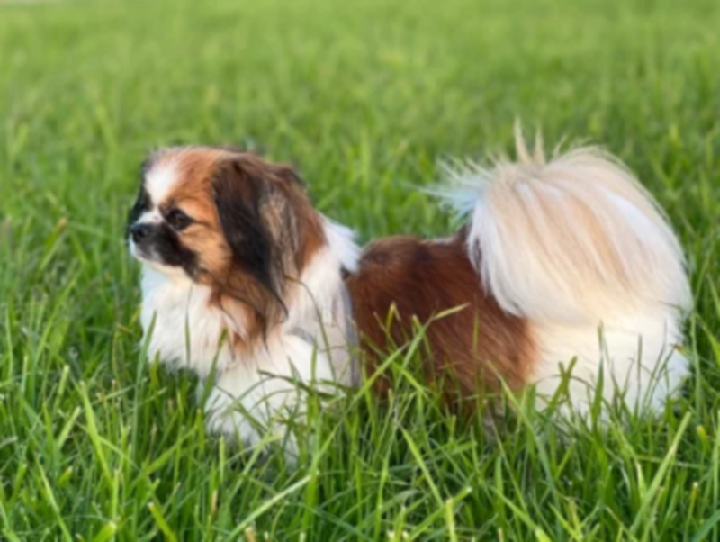 페키니즈 (Pekingese)