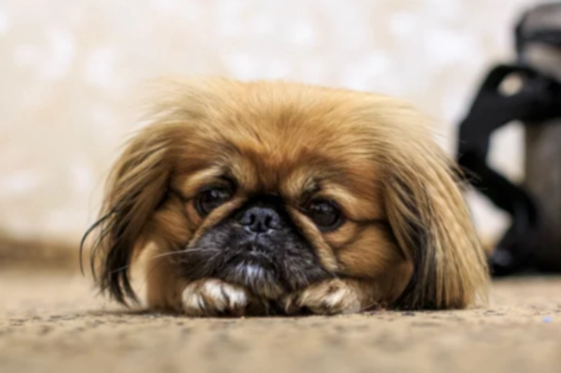 페키니즈 (Pekingese)