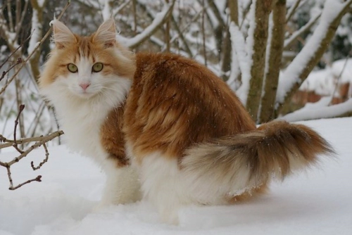 노르웨이 숲 고양이 (Norwegian Forest Cat) 성격 외모 특징 관리 팁