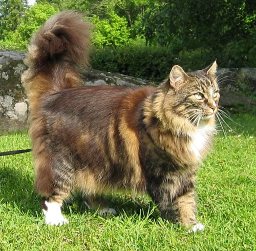 노르웨이 숲 고양이 (Norwegian Forest Cat) 성격 외모 특징 관리 팁