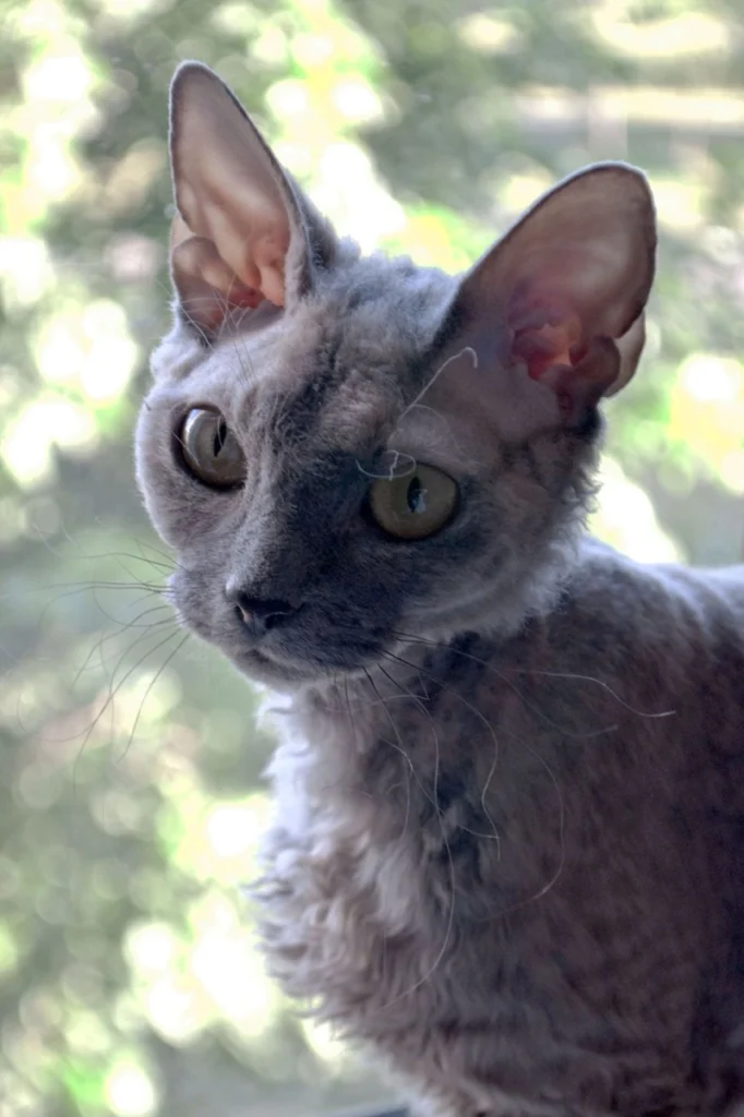 데본 렉스 고양이 (Devon Rex) 성격 외모 특징 관리 팁