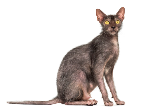 라이코이 고양이 (Lykoi) 성격 외모 특징 관리 팁