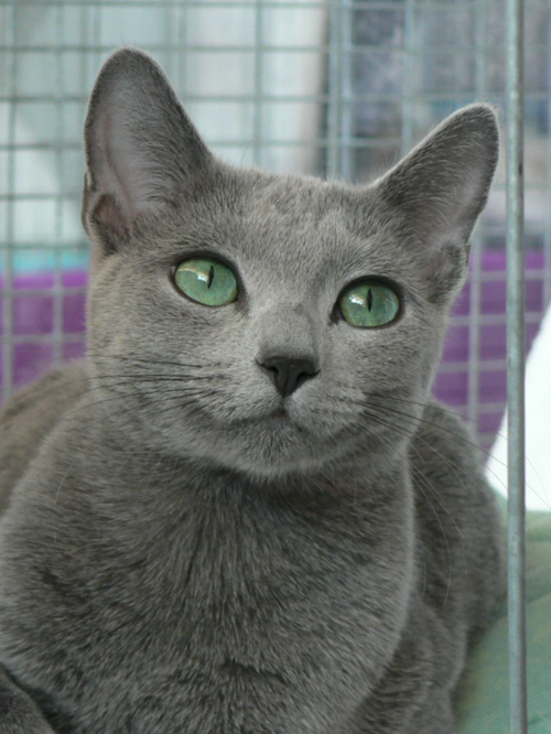 러시안 블루 고양이 (Russian Blue) 유래 외모 특징 성격 관리 팁