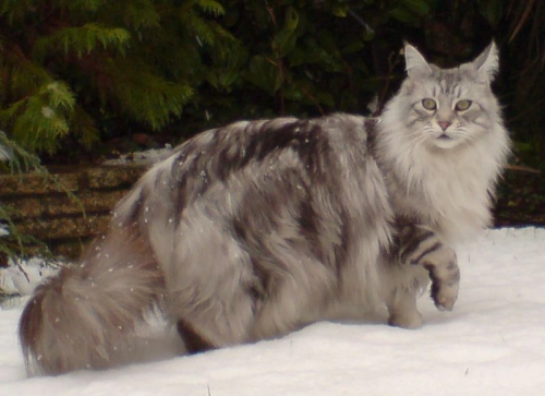 메인쿤 고양이 (Maine Coon) 성격 외모 특징 관리 팁