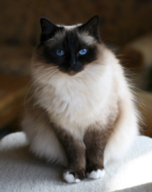 버만 고양이 (Birman) 성격 외모 특징 관리 팁