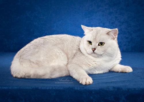 브리티시 쇼트헤어 고양이 (British Shorthair) 성격 외모 특징 관리 팁