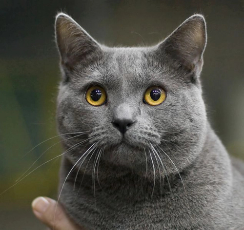 샤르트뢰 고양이 (Chartreux) 성격 외모 특징 관리 팁