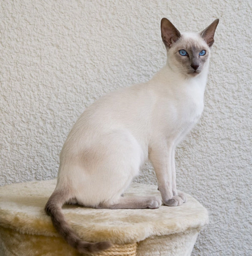 샴 고양이 (Siamese Cat) 성격 외모 특징 관리 팁