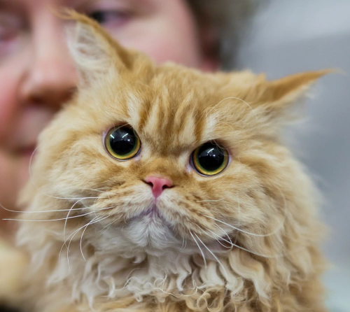 셀커크 렉스 고양이 (Selkirk Rex) 성격 외모 특징 관리 팁