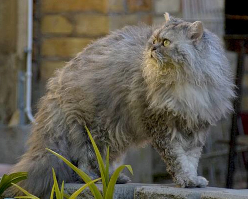 셀커크 렉스 고양이 (Selkirk Rex) 성격 외모 특징 관리 팁