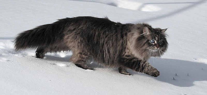 시베리안 고양이 (Siberian) 성격 외모 특징 관리 팁