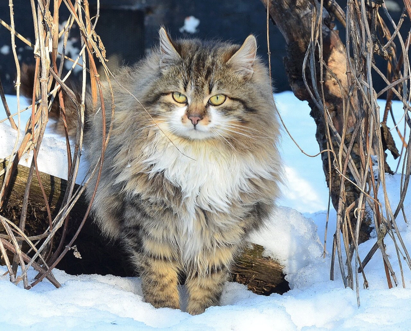 시베리안 고양이 (Siberian) 성격 외모 특징 관리 팁