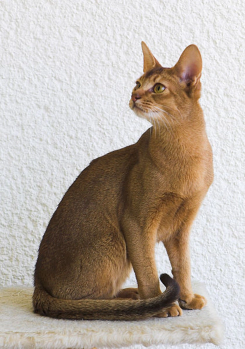 아비시니안 고양이 (Abyssinian) 성격 외모 특징 관리 팁