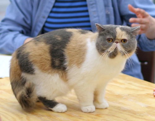 엑조틱 쇼트헤어 고양이 (Exotic Shorthair) 성격 외모 특징 관리 팁