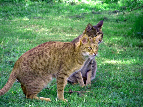 오시캣 고양이 (Ocicat) 성격 외모 특징 관리 팁