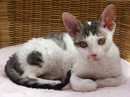 코니시 렉스 고양이 (Cornish Rex) 성격 외모 특징 관리 팁