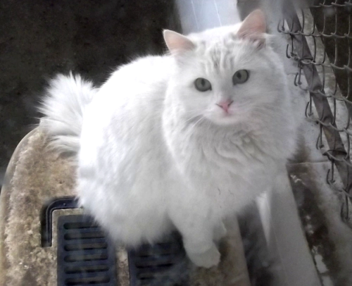 터키시 앙고라 (Turkish Angora) 성격 외모 특징 관리 팁