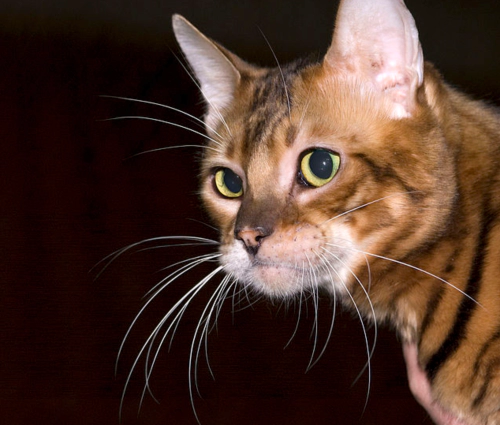 토이거 고양이 (Toyger) 성격 외모 특징 관리 팁