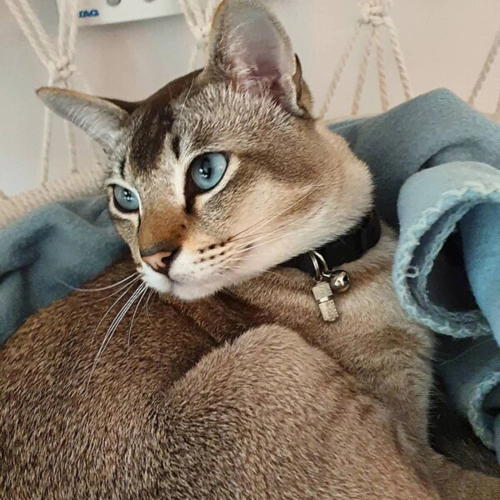 통키니즈 고양이 (Tonkinese) 성격 외모 특징 관리 팁